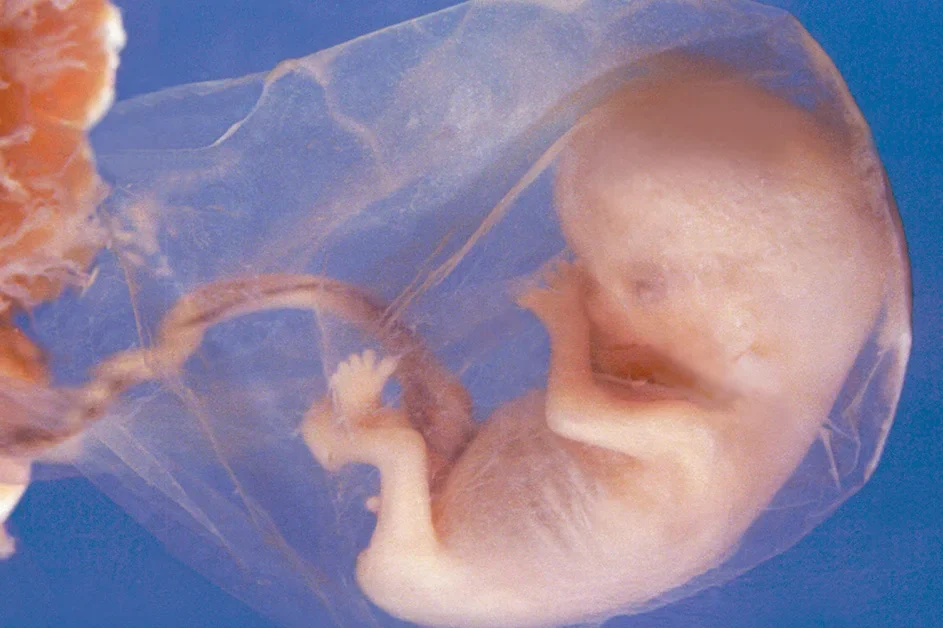 What Is Embryology